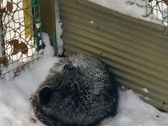 -宫城藏王狐狸村