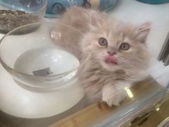 -糯米喵星人总部直营旗舰店·猫舍·幼猫出售