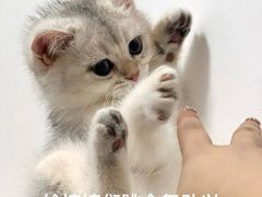 -小猫来了·猫舍(红山六九七九店)