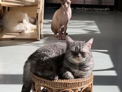 -豆逗聊愈猫阁Easy Life