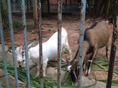 -广东茂名森林公园