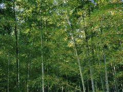 -陶祖圣境风景区