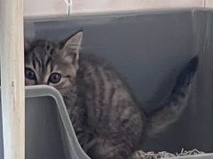 -康爱犬猫诊所·牙专科·骨外科·影像内科(丰宁店)