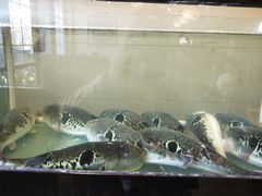 -天正河鲀·河豚亭(大连店)