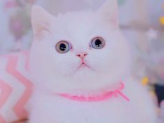 -70cat德文卷毛猫·缅因猫纯种猫舍