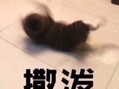 -芒果糯米饭摊子