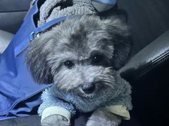 -宠颐生汉谟拉比宠物医院