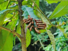 -华蓥山天意谷景区