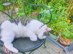 -海边的猫和咖啡馆