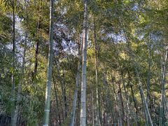 -杭州半山国家森林公园