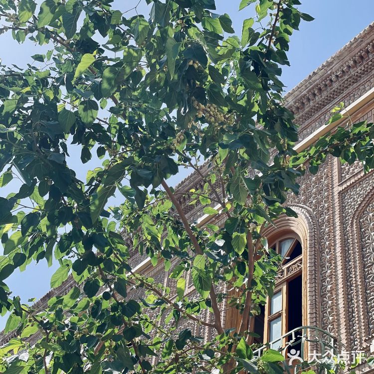 喀什古城桑椹熟啦❗️不要钱吃到饱❗️❗️