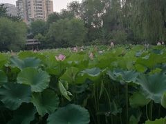 -莲湖公园