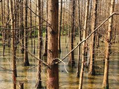 -桤木河湿地公园