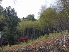 -莫干山风景区