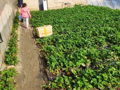 -大自然农场蔬菜草莓采摘园