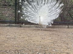 -秦皇岛野生动物园