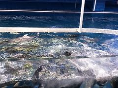 -迪拜水族馆及水下动物园