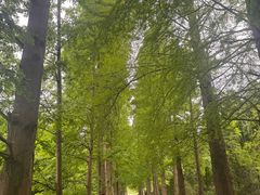 -上海滨江森林公园