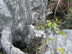 -千岛湖石林