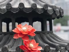 -汤山公园