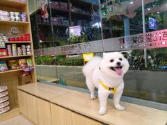 -芭比堂动物医院·24小时·眼科中心(深圳中心)