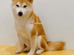 -柴源莊·柴小宠柴犬咖啡