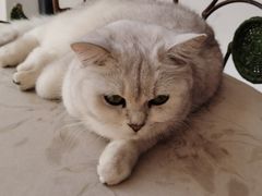 -平行世界·猫咖(首经贸店)