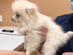 -瑞派康怡24h宠物医院·犬猫医疗中心·微创绝育(瑞景分院)