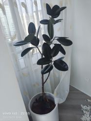 -HEYAN荷妍专业脱毛连锁机构
