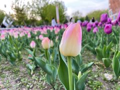 -长春公园(普阳街道)