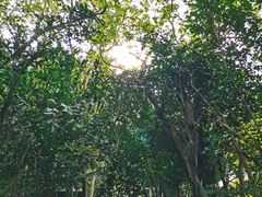 -亚龙湾热带天堂森林公园