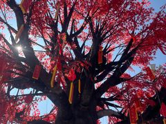 -泰山风景名胜区