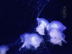 -欢乐海岸海洋奇梦馆