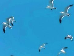 -长岛万鸟岛