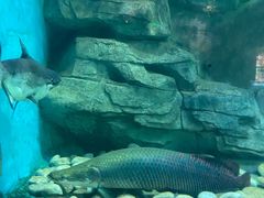 -泉城欧乐堡海洋极地世界