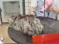 -熊小胖宠物生活馆(天华园店)