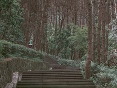 -铁山坪森林公园