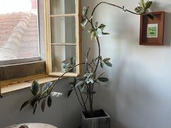 -春风十里咖啡馆