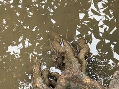 -东寨港红树林旅游区