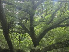 -广州市石门国家森林公园