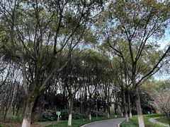 -昆山城市生态森林公园