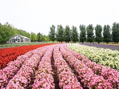 -富田农场