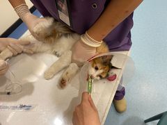-萌兽医馆·犬猫专科·眼科中心·宠物医院(朝阳门分院)