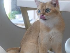 -飞行喵MR PILOT|猫舍·猫咖(静安大融城店)