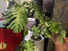 -陈熹公民族美食文化餐厅(中华广场店)