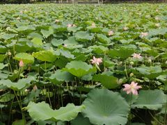 -荔湾湖公园