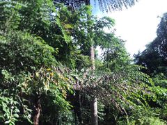 -中国科学院西双版纳热带植物园