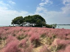 -贡湖湾湿地公园