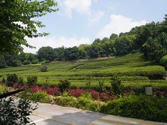 -雁南飞茶田景区