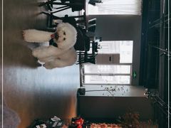 -百好乐宠物友好餐厅(朝外大街店)